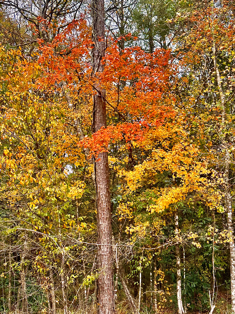 Autumn glow  - ID: 16090113 © Elizabeth A. Marker
