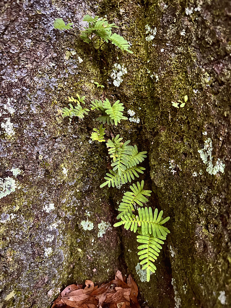 Fern growing on an oak - ID: 16090115 © Elizabeth A. Marker