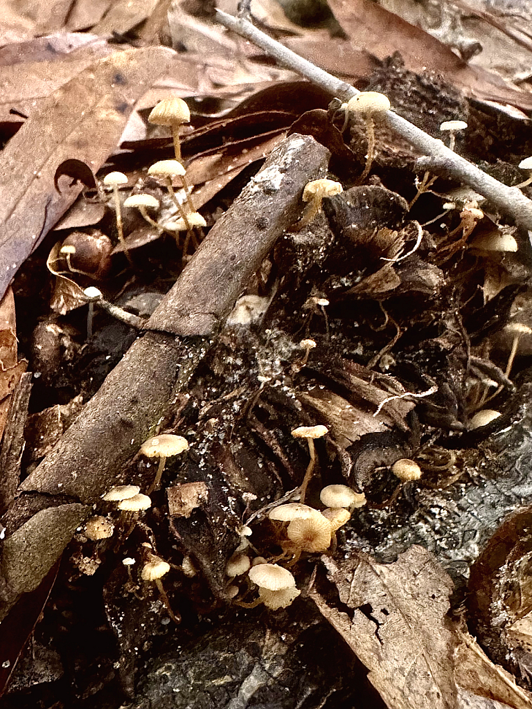 Tinest mushrooms  - ID: 16090116 © Elizabeth A. Marker