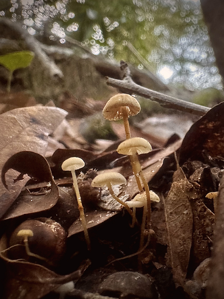 From under the forest debris  - ID: 16090117 © Elizabeth A. Marker