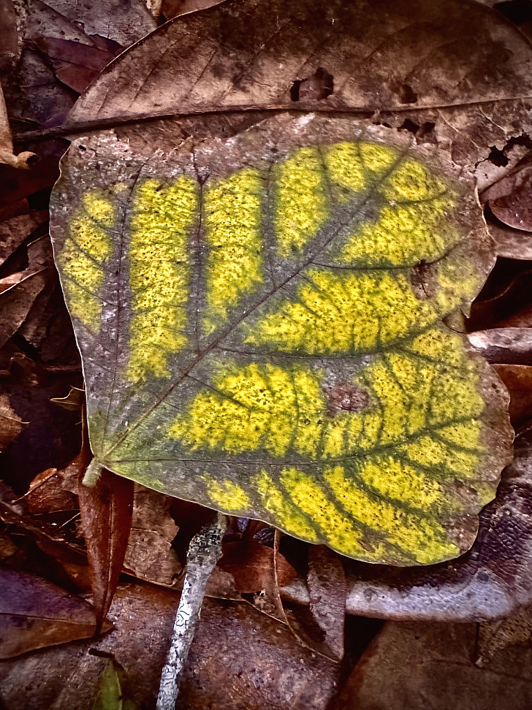 Beautiful fall leaf - ID: 16090118 © Elizabeth A. Marker