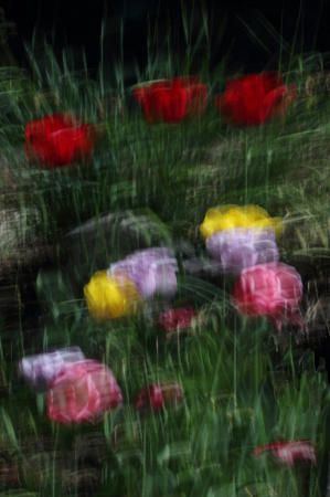 Tulips’ flowerbed