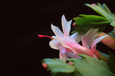 Christmas cactus, in pink