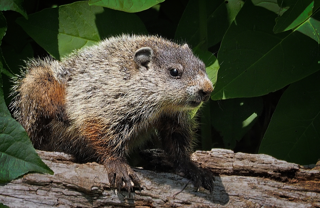 Woodchuck