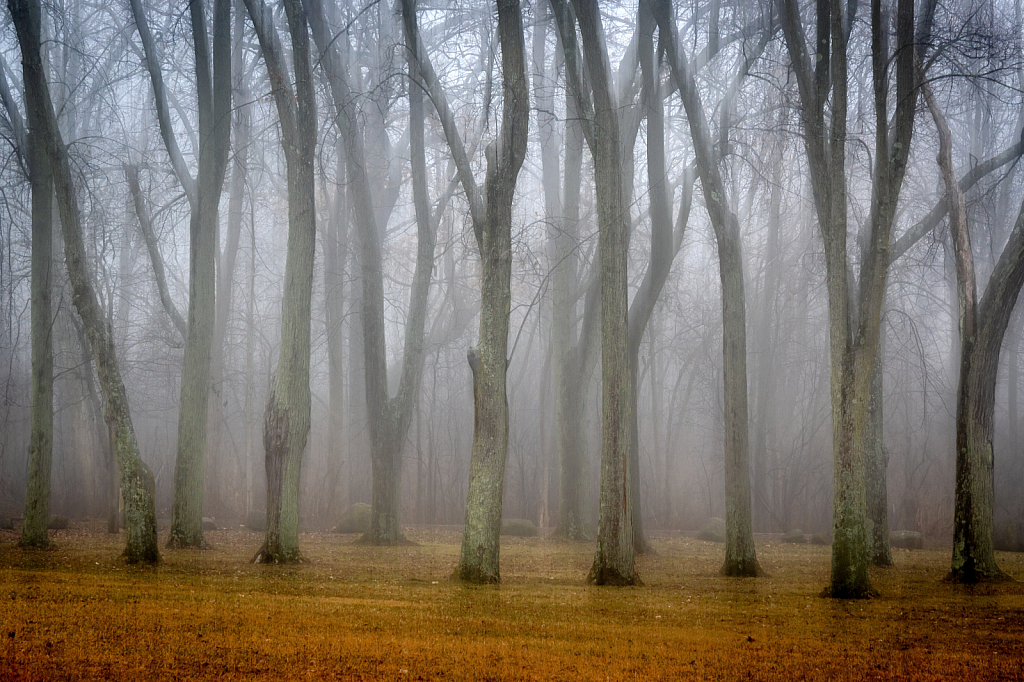 Silent Trees