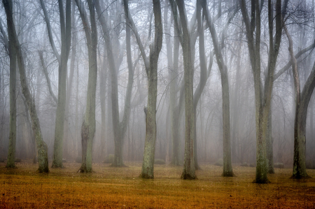 Silent Trees