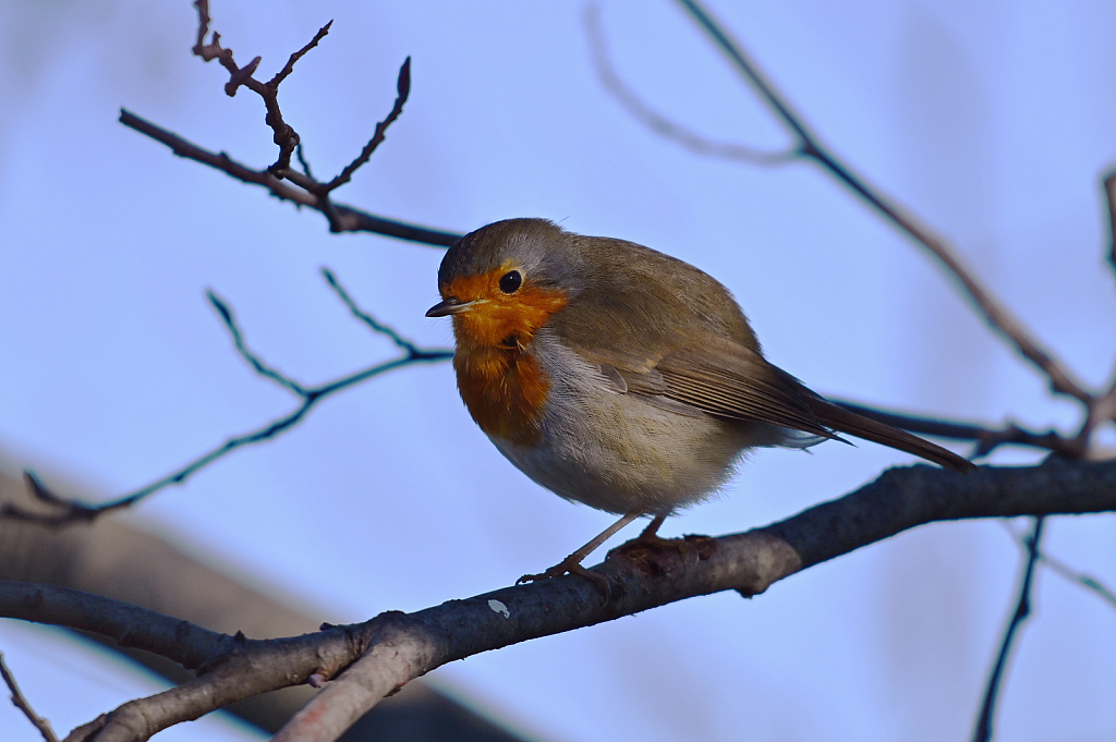 Robin