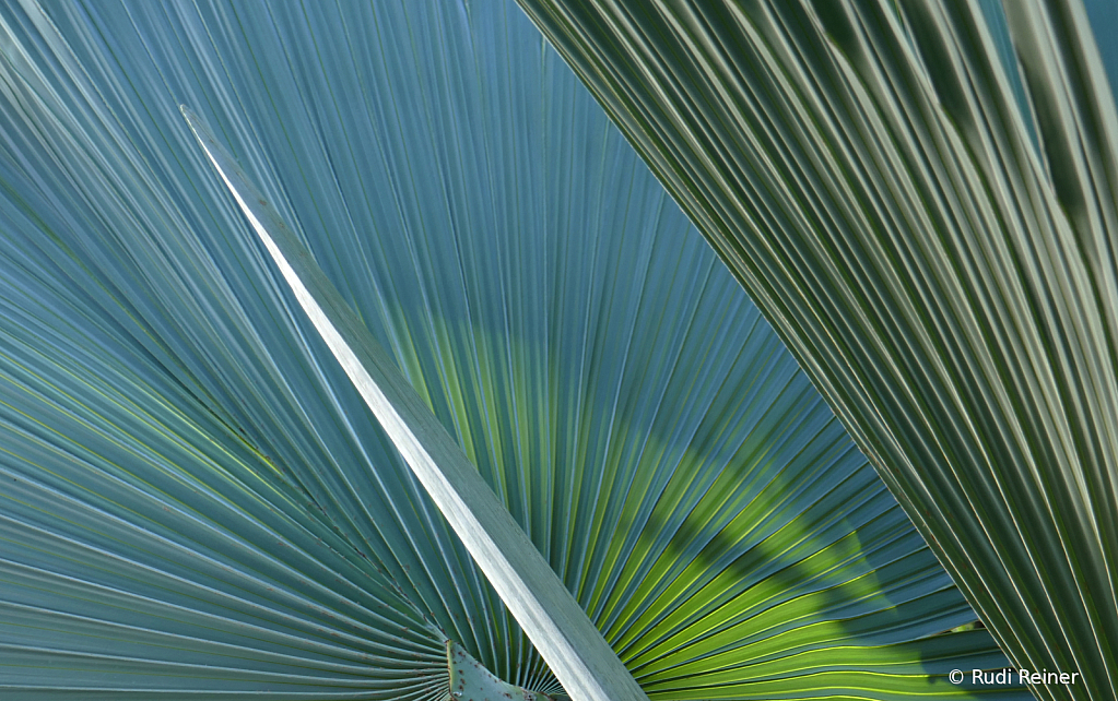 Palm lines