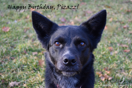 Happy Birthday Pizazz!