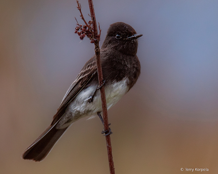 Black Phoebe