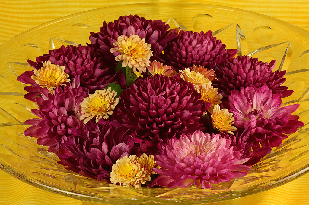 Bowl of Mums