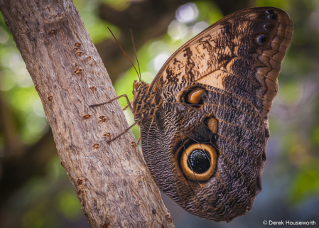 Tawny Owl Butterfly