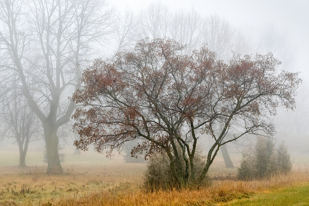 Through the Mist