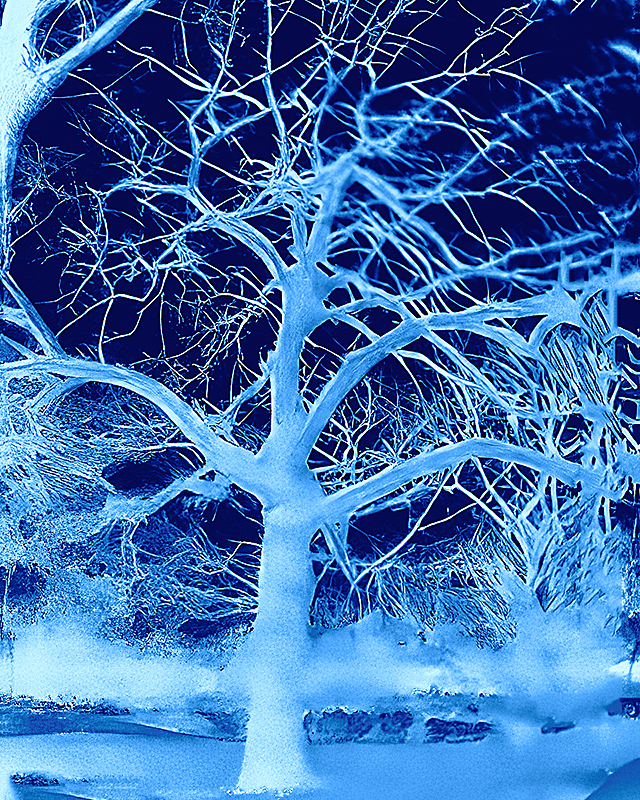 Tree in WI Winter - ID: 16090884 © John D. Jones