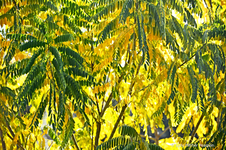 nature's arroyo sweetwood abstract....