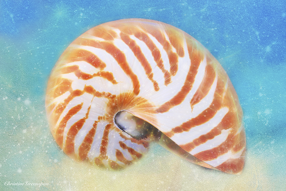 Nautilus