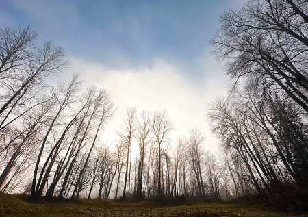 Trees, Trees, Everywhere Trees