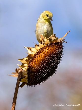 American Goldfinch