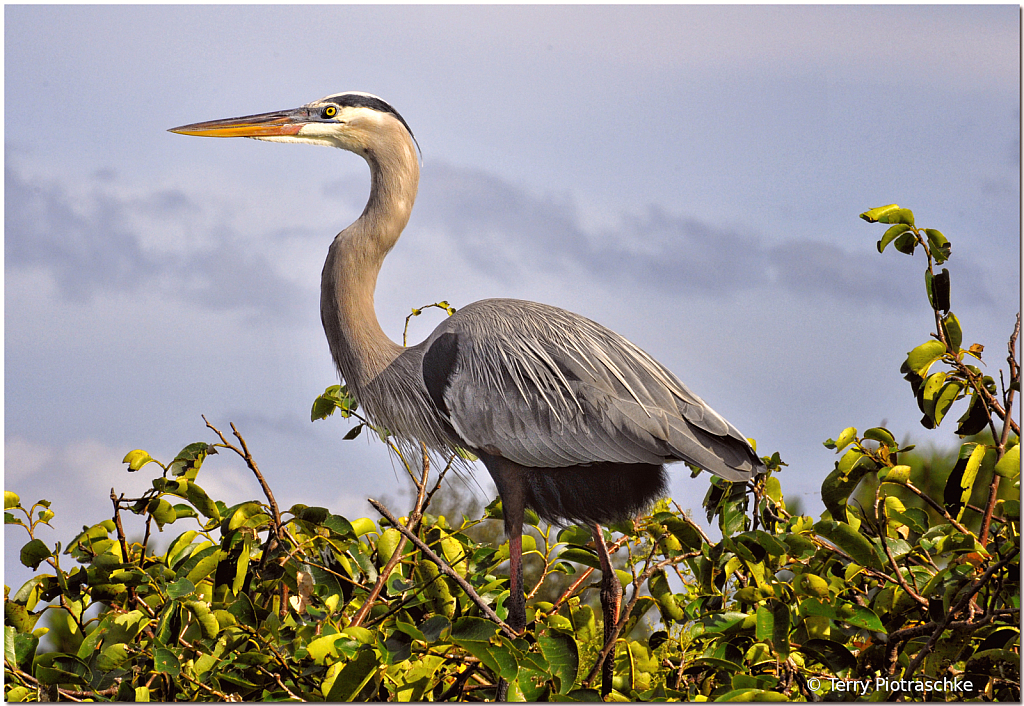 Great Blue