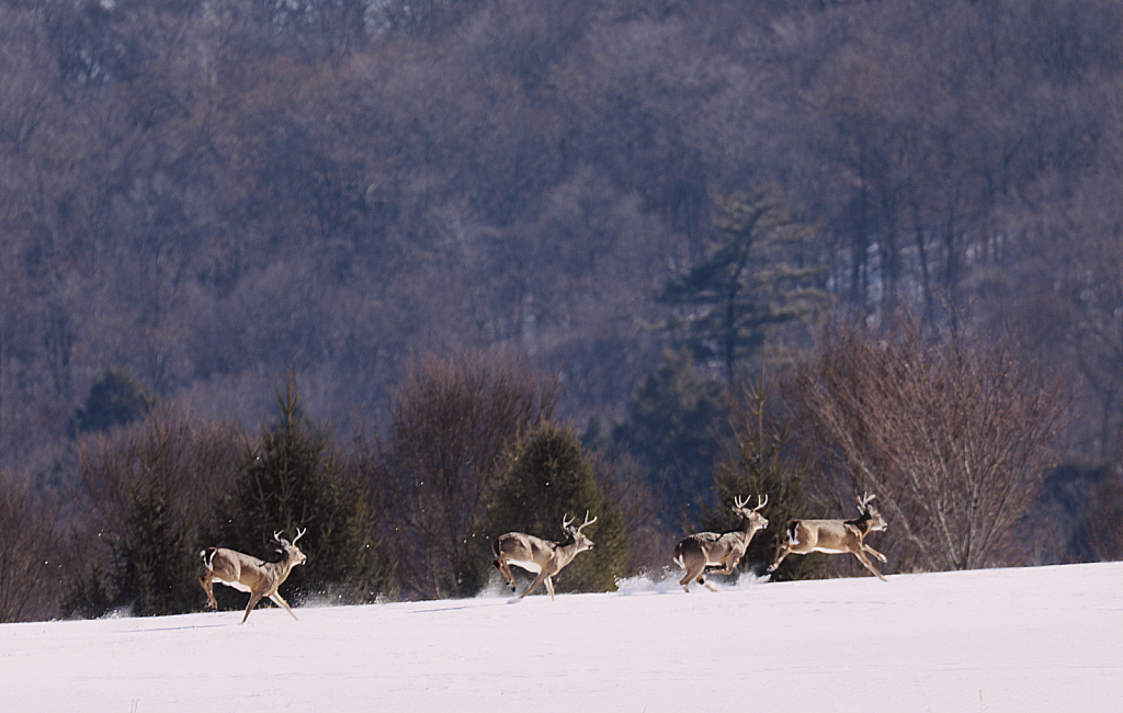 "Dasher, Dancer, Prancer, Vixen"