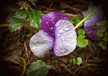 Pretty Purple Pansy