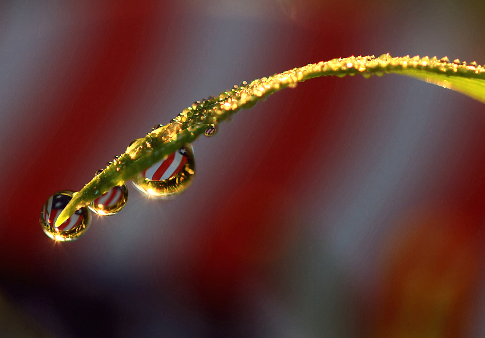 Flags In The Dew