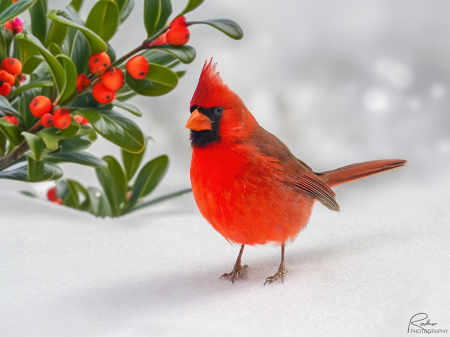Christmas Cardinal