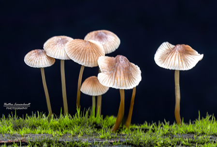Tiny Dancers