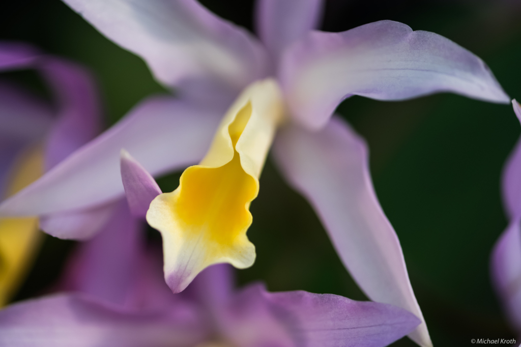 Yellow on Lavender