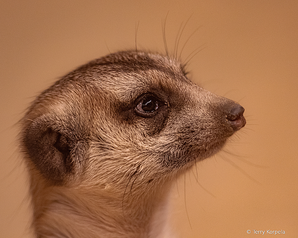 Meerkat Portrait - ID: 16091175 © Terry Korpela