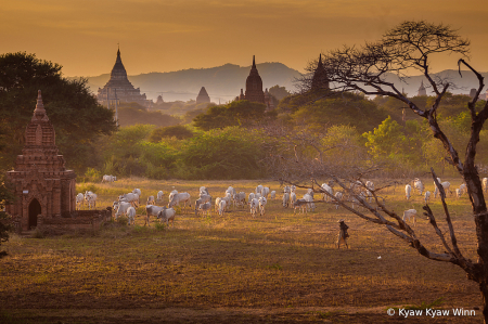 Evening Feeling in Bagan