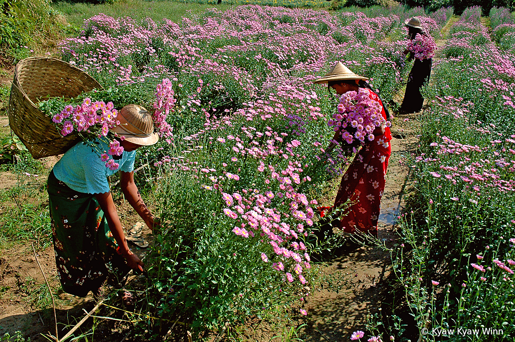 Collect Flowers For Sell