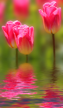 Flooded Tulips