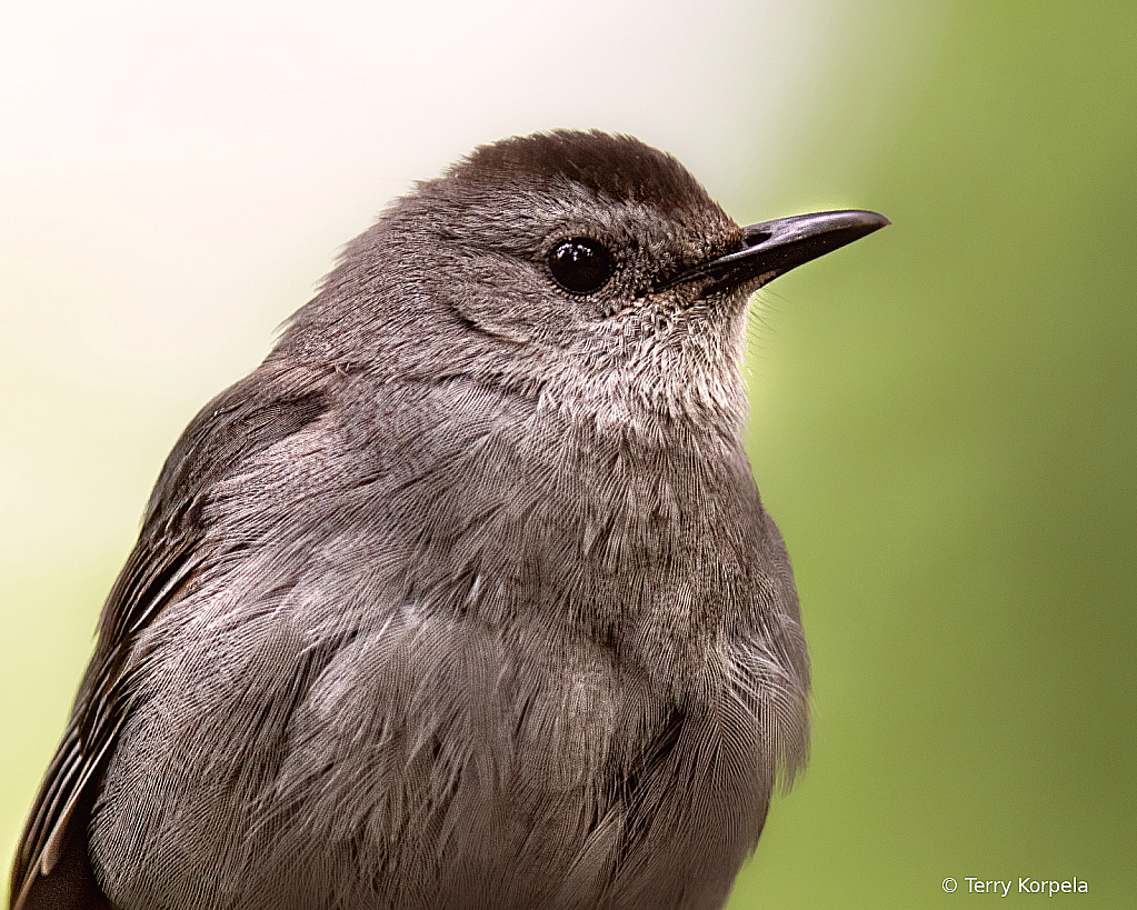 Gray Catbird  - ID: 16091277 © Terry Korpela