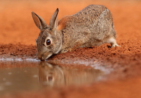 Eastern Cottontail Drinking