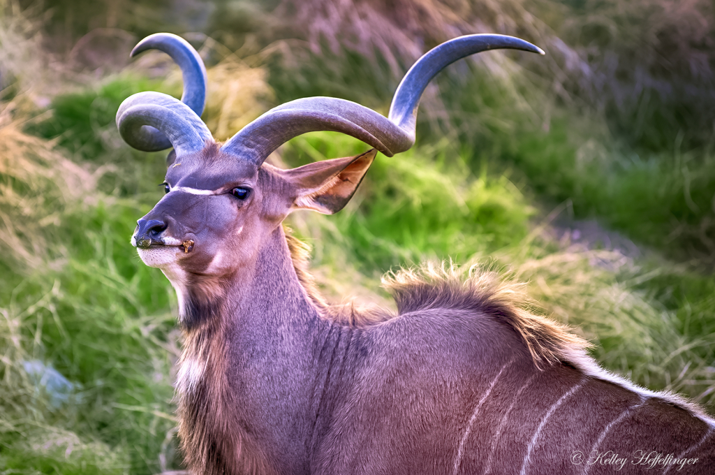 Great Horns - ID: 16091295 © Kelley J. Heffelfinger