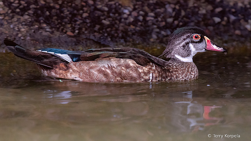 Wood Duck (male eclipse) - ID: 16091345 © Terry Korpela