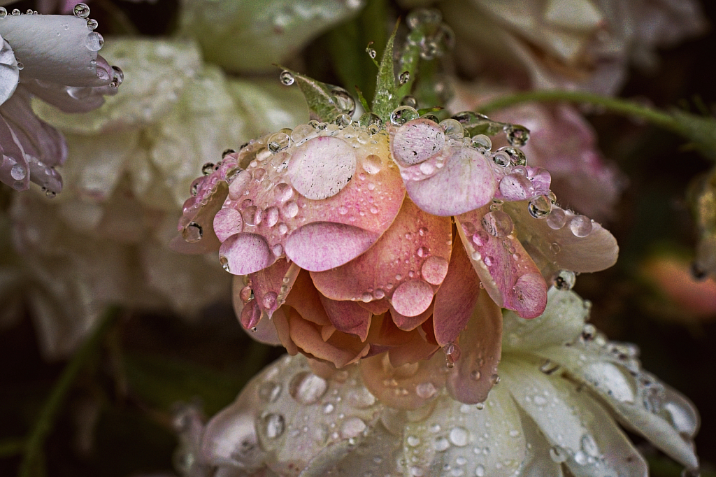 Raindrops on Roses