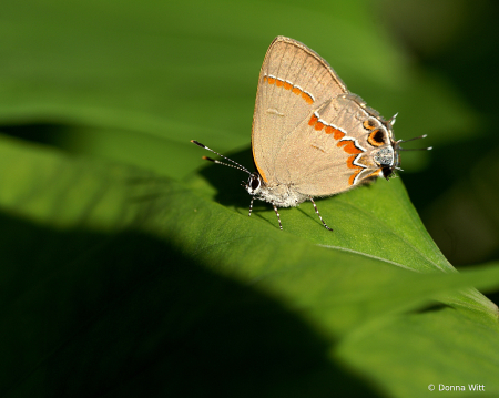 DUSTY RED-BANDED HAIRSTREAK 