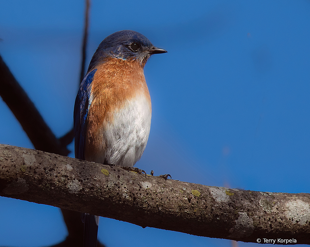 Eastern Bluebird - ID: 16091467 © Terry Korpela