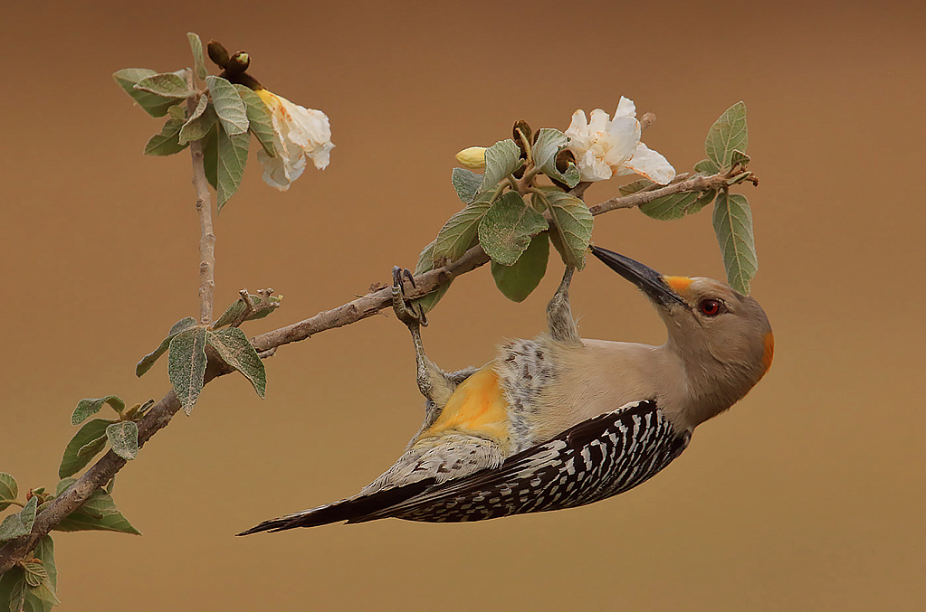 Golden Fronted Woodpecker