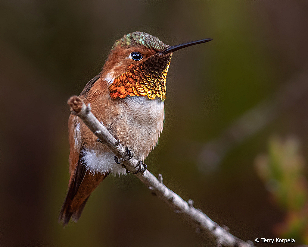Allen's Hummingbird - ID: 16091544 © Terry Korpela