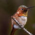 © Terry Korpela PhotoID# 16091544: Allen's Hummingbird