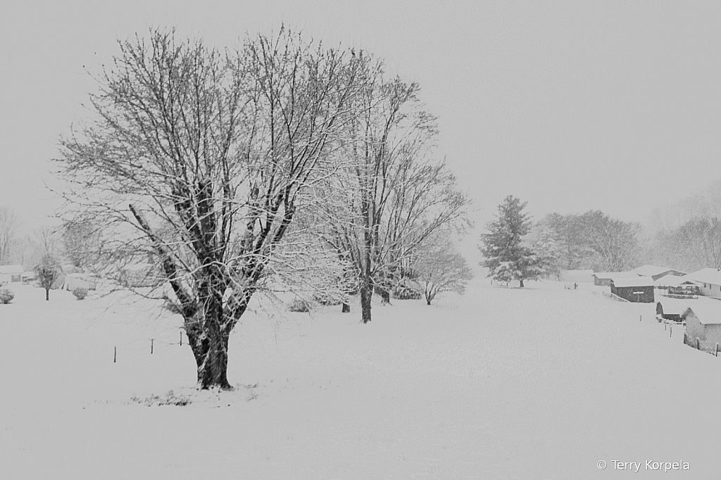 Backyard Snow Scene B&W - ID: 16091545 © Terry Korpela