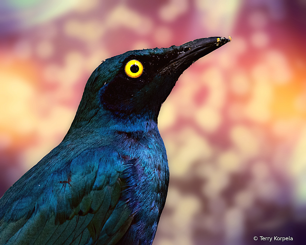 Purple Starling - ID: 16091599 © Terry Korpela