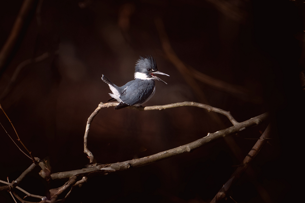 Belted Kingfisher Through the Branches - ID: 16091661 © Kitty R. Kono