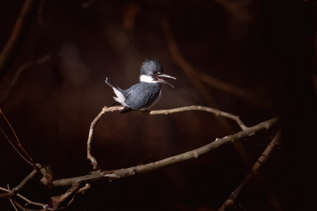 Belted Kingfisher Through the Branches