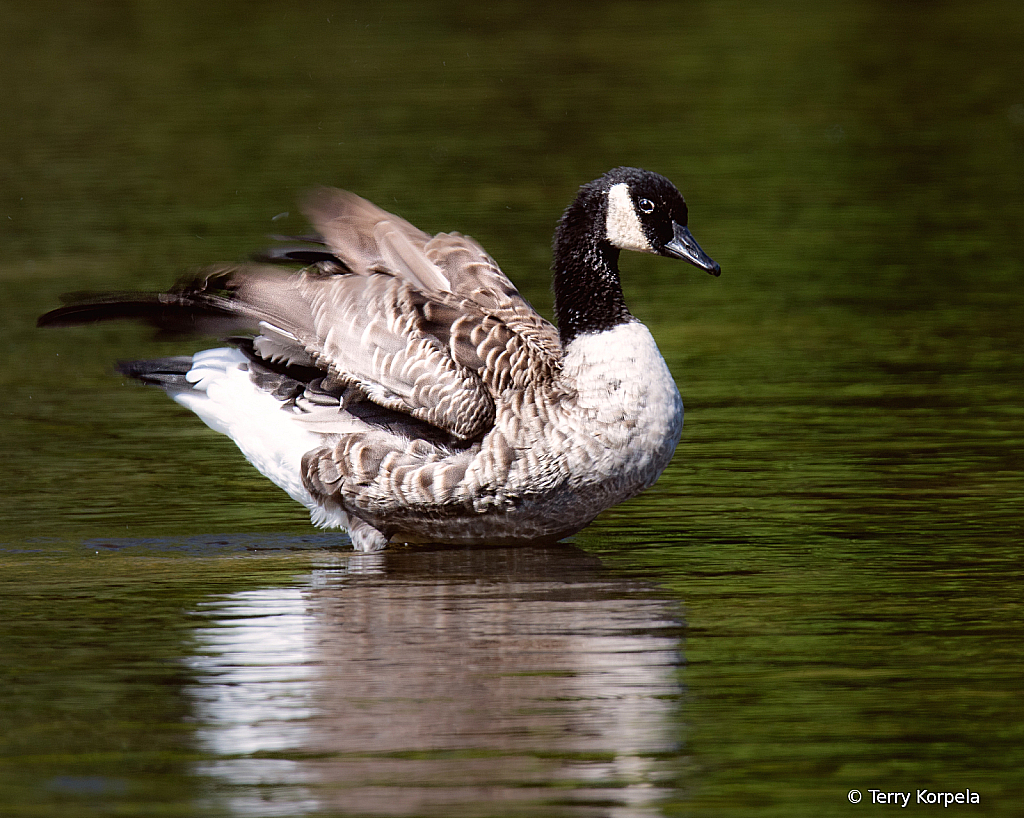 Canada Goose - ID: 16091680 © Terry Korpela