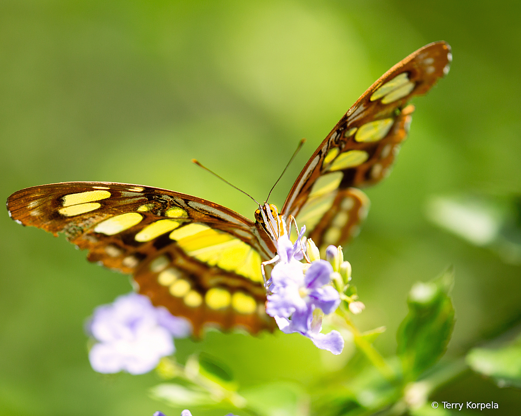 Butterfly - ID: 16091683 © Terry Korpela