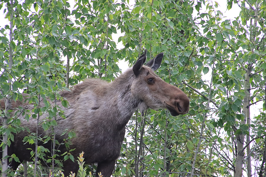 Moose